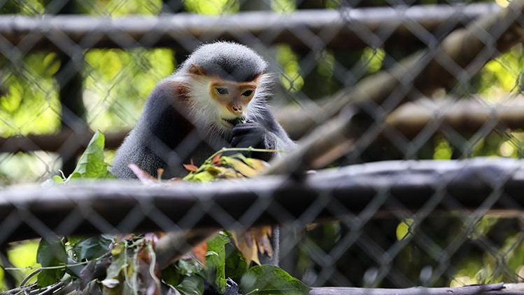  Le douc langur (Pygathrix cinerea) est une espèce en voie de disparition selon le Livre rouge du Vietnam.