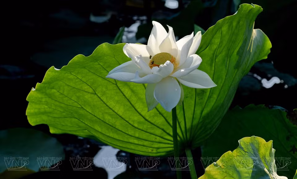  La beauté pure et noble du lotus blanc sur le lac Tinh Tam. Photo : VI 