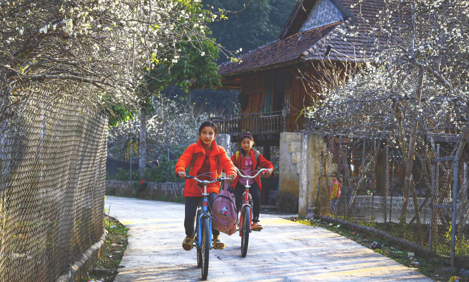  Les fleurs de prunier, un messager du printemps. Photo : VNA