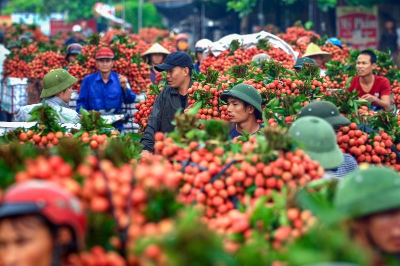  Des convois de motos et de porte-conteneurs transportent des litchis sur le tronçon traversant la commune de Phuong Son de l'autoroute No 31. Photo : VNA