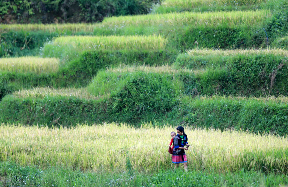  Les champs en terrasses de Mu Cang Chai sont étroitement associés à la vie et aux coutumes de l'ethnie Mong. Photo : VNA