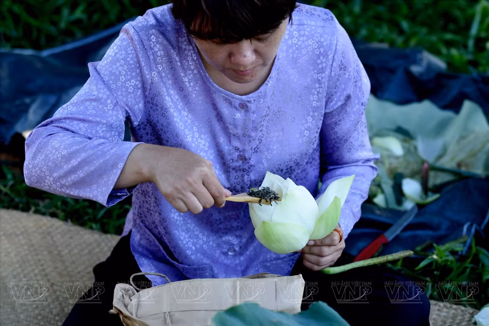  Les habitants de Hue utilisent souvent le lotus du lac Tinh Tam pour faire mariner le thé et produire un célèbre thé de qualité. Photo : VI 