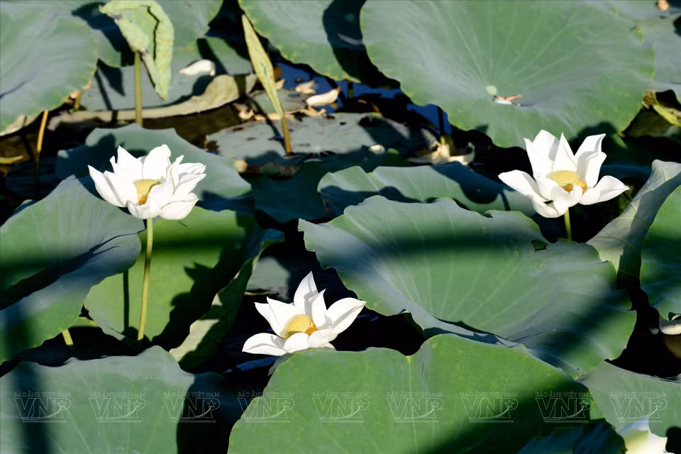  La beauté pure et noble du lotus blanc sur le lac Tinh Tam. Photo : VI 