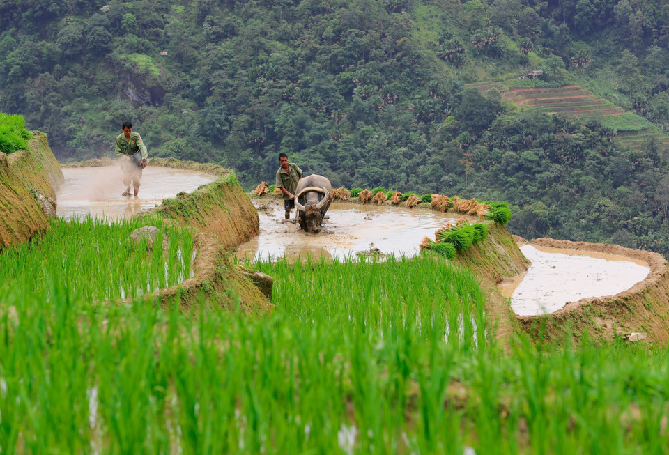  Lorsque les champs sont remplis d'eau, les paysans travaillent la terre et plantent du riz. Photo: VNA