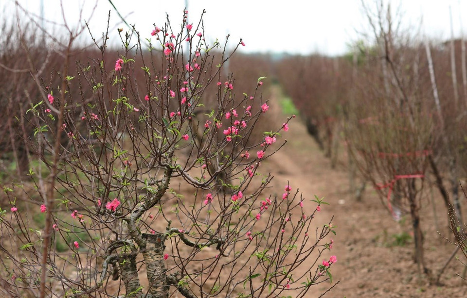  Depuis toujours, les fleurs de pêcher cultivés au village de Nhât Tân sont réputées pour leur beauté et leur couleur, vive et originale. Photo: VNA