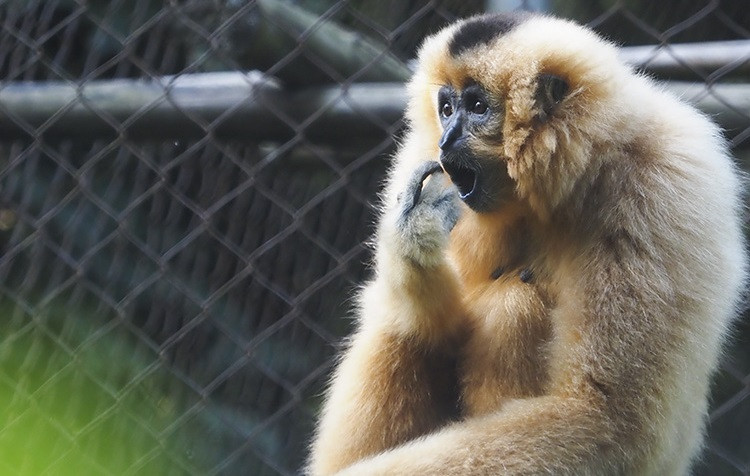  Ces primates ont une apparence magnifique et une voix captivante, et ils sont capables de se déplacer sur de longues distances.