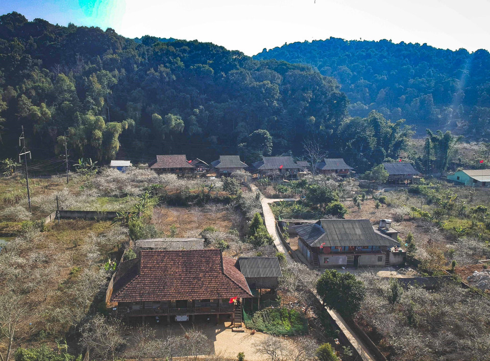  La beauté des jardins de pruniers en fleurs vu d'en haut. Photo: VNA