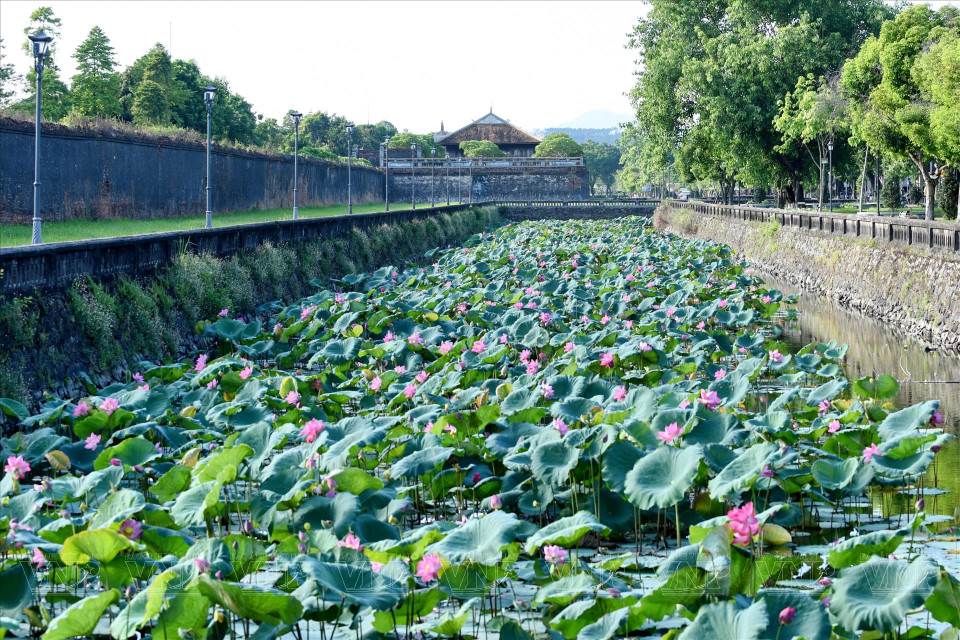  La beauté classique des édifices architecturaux royaux, associée à la fraîcheur et aux couleurs chatoyantes des fleurs de lotus, confère à Huê une beauté singulière à chaque saison. Photo : VI
