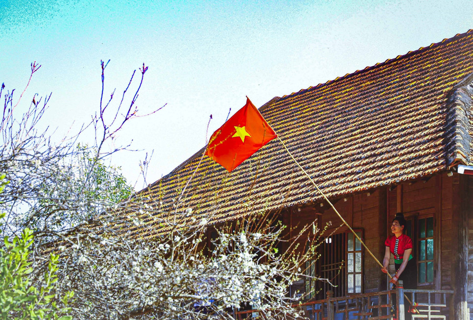  Le village de Phieng Ban est l’un des endroits ayant la plus grande zone de pruniers de la province de Dien Bien avec près de 20 ha. Les pruniers s’épanouissent partout, entre les maisons sur pilotis, au pied des collines ou au bord des routes. Photo : VNA