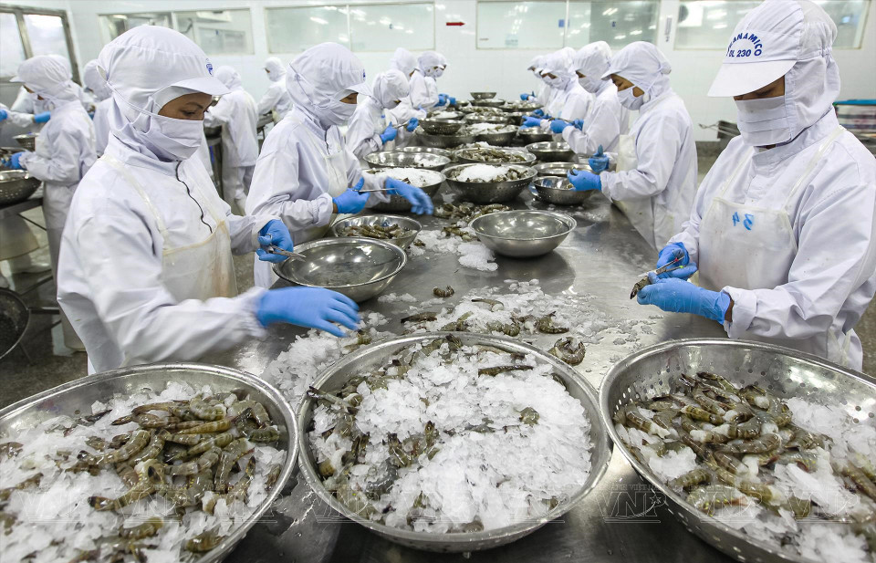  Ca Mau considère l’aquaculture comme un secteur économique clé, de sorte que la province envisage de devenir un centre d'aquaculture, de pêche et de transformation de produits aquacoles du pays. Photo: VI