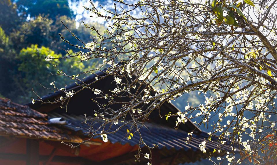 De la mi-janvier à la fin de février, ces fleurs sont à l’apogée de leur beauté, ce qui crée une beauté romantique et séduit de nombreux visiteurs. Photo: VNA