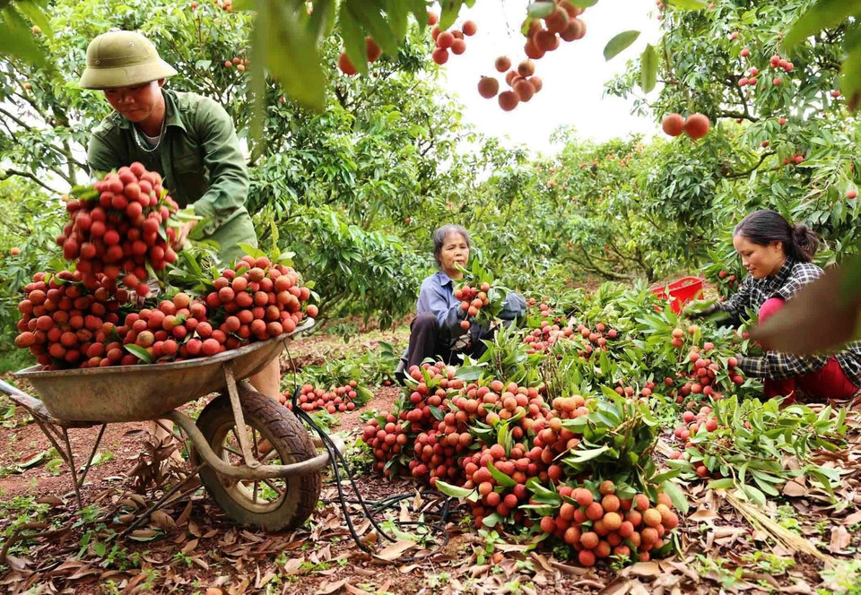  Le district de Luc Ngan dans la province de Bac Giang possède actuellement plus de 217 hectares de litchis exportés selon les normes GlobalGap, avec 18 indicatifs régionaux délivrés à six communes : Hong Giang, Kien Lao, Tan Son, Giap Son, Tan Moc et Bien Son. Photo : VNA