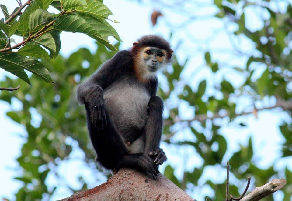  Un Douc à pattes noires dans le Parc national de Nui Chua. Photo : VNA