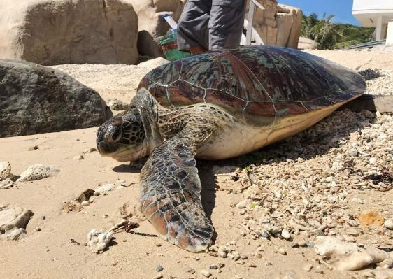  Une tortue sauvée puis relâchée dans les eaux du Parc national de Nui Chua. Photo : VNA