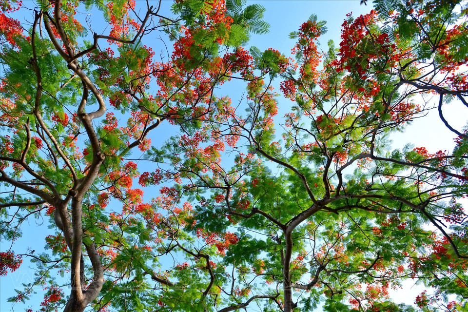  Les fleurs rouges du flamboyant symbolisent l’été. Photo: VI