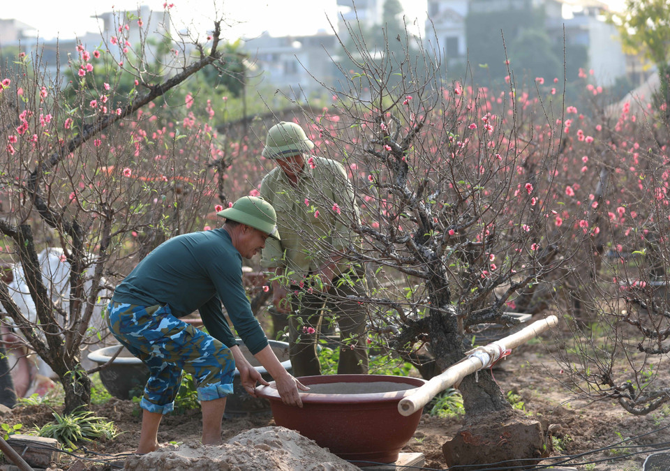  Au village de Nhat Tan, on cultive des pêchers, célèbres pour leur floraison précoce qui marque magnifiquement l’arrivée du printemps. Photo : VNA