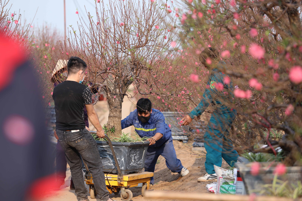  Pour pouvoir proposer de belles branches de pêchers, les horticulteurs s’y prennent plusieurs semaines, voire plusieurs mois à l’avance. Tout est calculé pour que la floraison se produise pendant le Têt. Photo : VNA