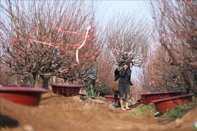 Annonciateur du printemps, le pêcher est un arbre incontournable pour le Têt. Avec l’arrivée du printemps revient le soleil. La présence du pêcher dans la maison signifie celle du ying qui balaie le froid de l’hiver et réchauffe l’univers. Photo : VNA