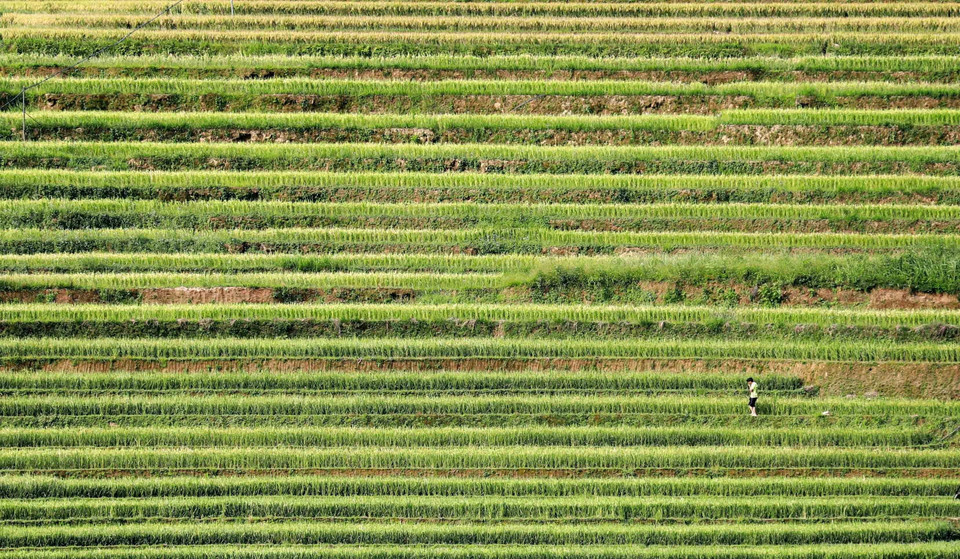  Les champs en terrasses sont un chef-d’œuvre créé par l'homme et la nature. Photo : VNA