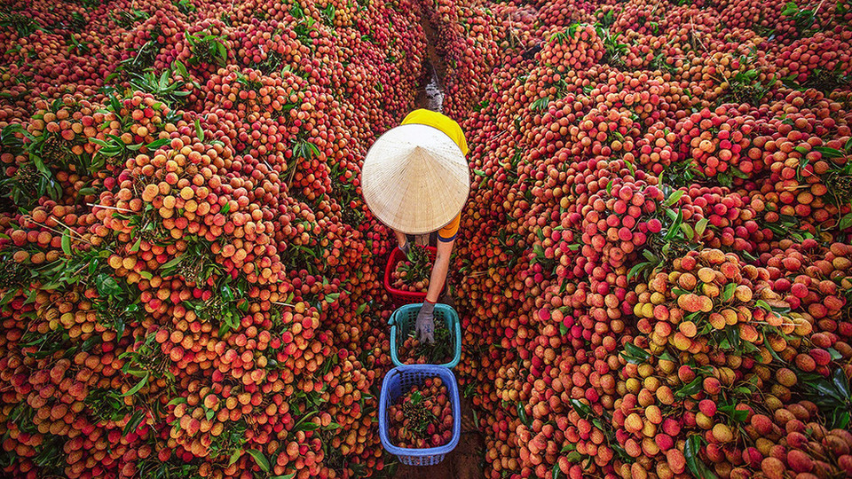  De la mi-juin au début de juillet, en venant au district de Luc Ngan, situé à plus de 60 km au nord-est de Hanoï, les visiteurs peuvent admirer les litchis rouges vifs tout au long de la route. Photo : VNA