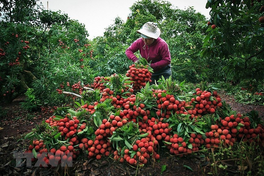  La récolte des litchis produits selon les normes GlobalGap chez la famille de Van Huong, dans la commune de Hong Giang, district de Luc Ngan, province de Bac Giang. Photo : VNA