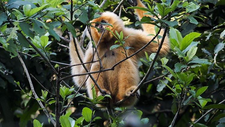  Tous les jours à 8h30, des écologistes appellent des gibbons à joues jaunes (Nomascus annamensis) et des langurs de Delacour (Trachypithecus delacouri) pour les nourrir et surveiller leur état de santé.