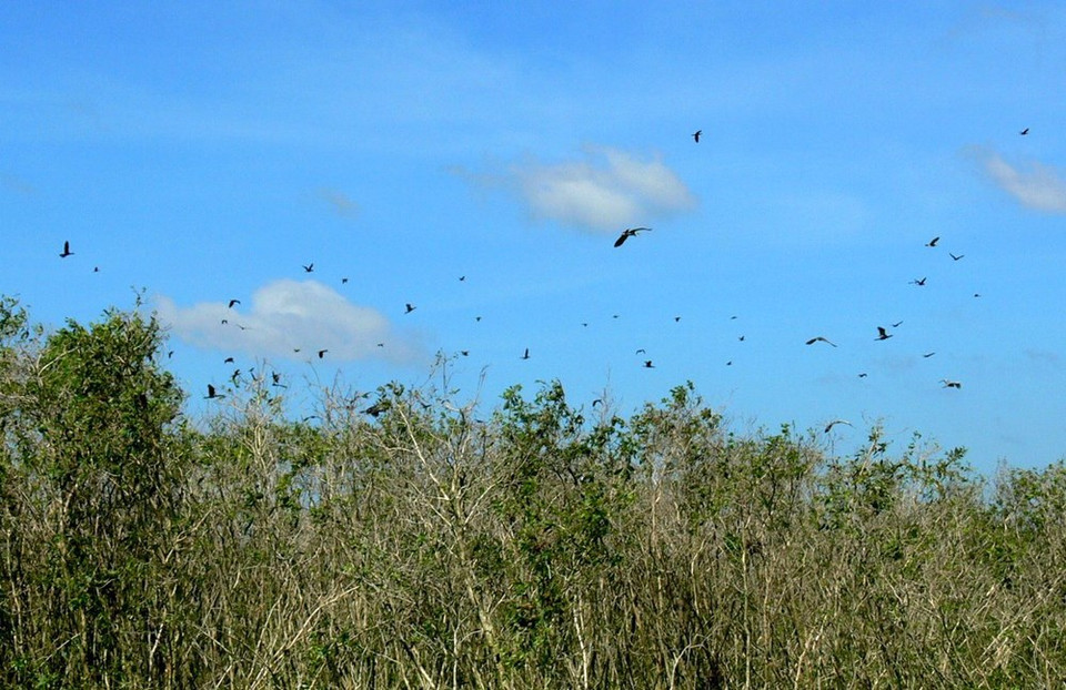 187 espèces d'oiseaux ont été recensées à U Minh Thuong.