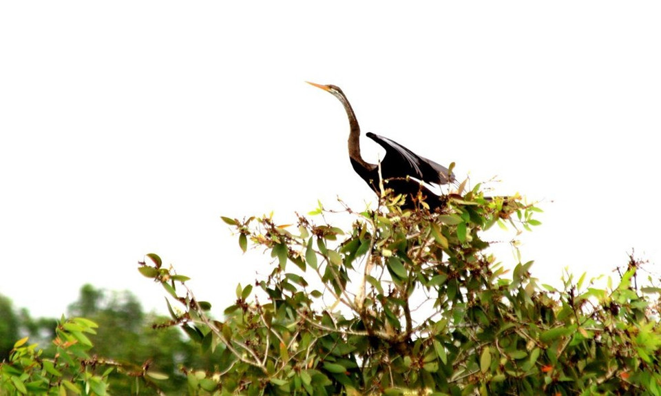 Anhinga roux. 