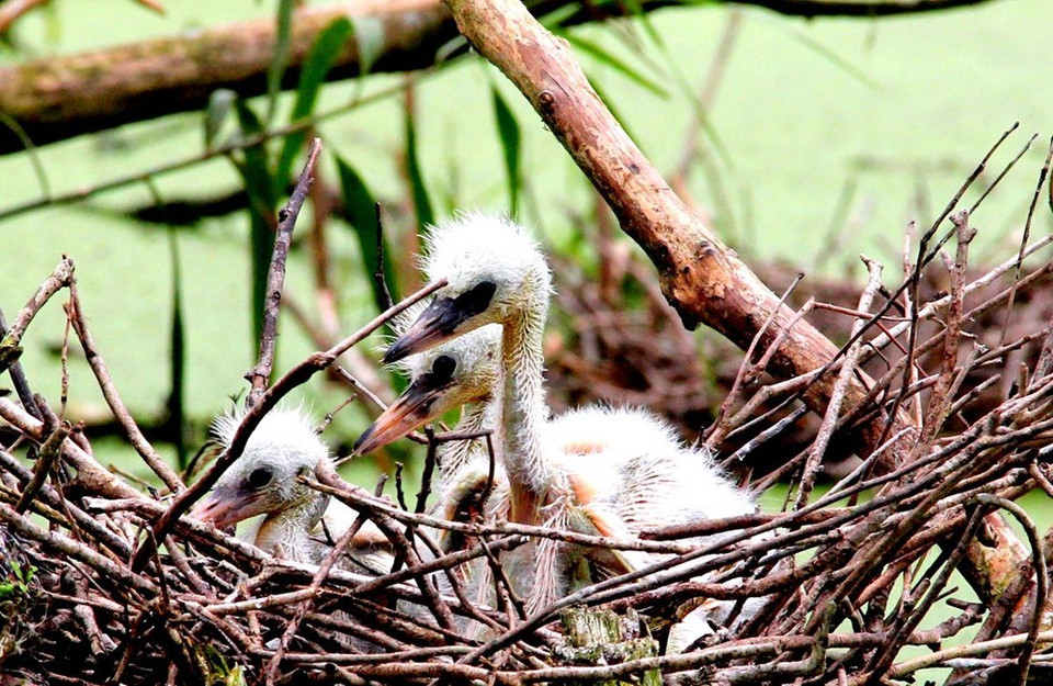 Nid d'échassier au parc national d'U Minh Thuong.