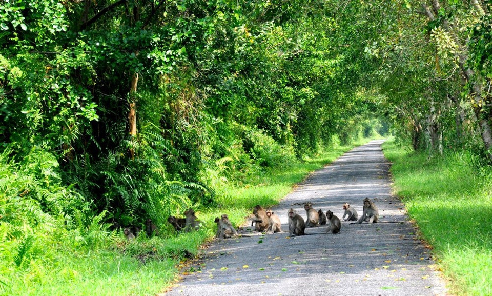 Groupe de singes sur la route.