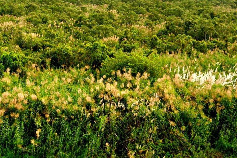 La forêt de Melaleuca.