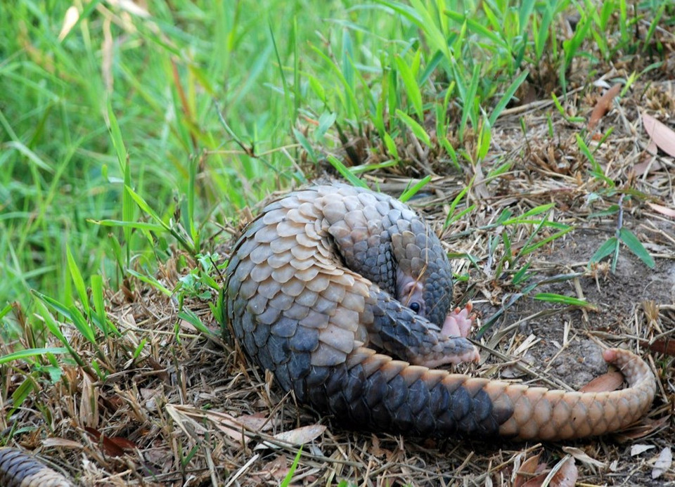 Pangolin de Java