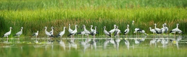 La réserve naturelle de Van Long abrite 62 espèces d'oiseaux. Photo : Hoang Ha/VNA