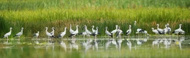 La réserve naturelle de Van Long abrite 62 espèces d'oiseaux. Photo : Hoang Ha/VNA 