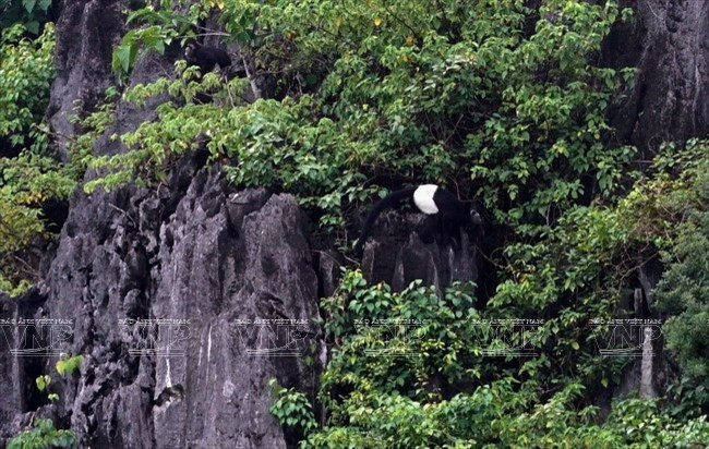Van Long recense une centaine de langurs de Delacour ( Trachypithecus delacouri), une espèce de primate en danger. Photo : Nguyen Thang/VNA