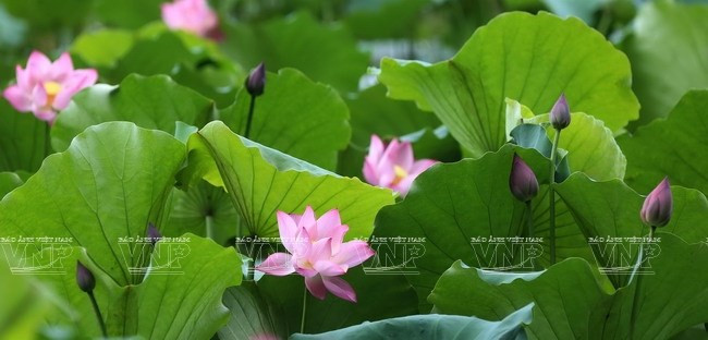 En mai et en juin, des fleurs de lotus s'épanouissent dans la réserve naturelle de Van Long. Photo : Quynh Anh/VNA
