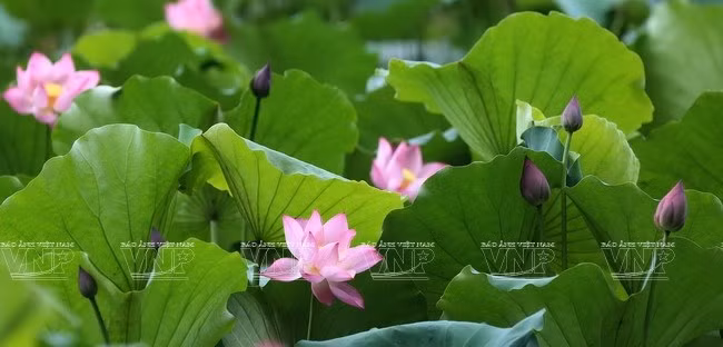 En mai et en juin, des fleurs de lotus s'épanouissent dans la réserve naturelle de Van Long. Photo : Quynh Anh/VNA 
