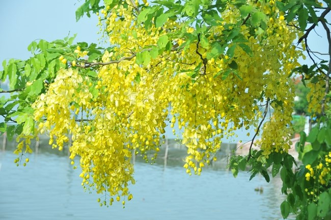  Cassia fistula est la fleur nationale de la Thaïlande et symbolise la royauté thaïlandaise. Photo : VNA