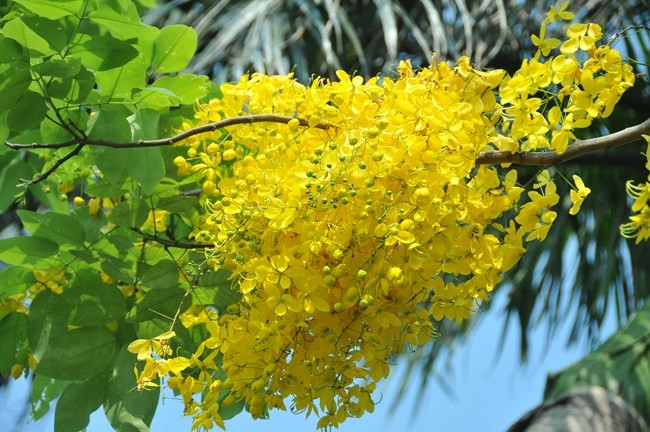 Sous le soleil, le jaune vif des fleurs du Cassia fistula semble être doré. Photo : VNA