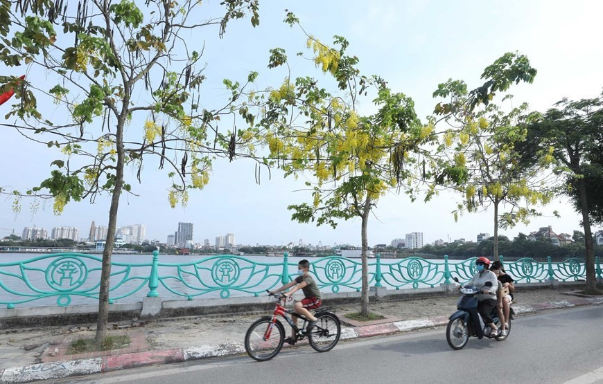 Les Cassia fistula s'épanouissent le long du lac de l'Ouest. Photo : VNA