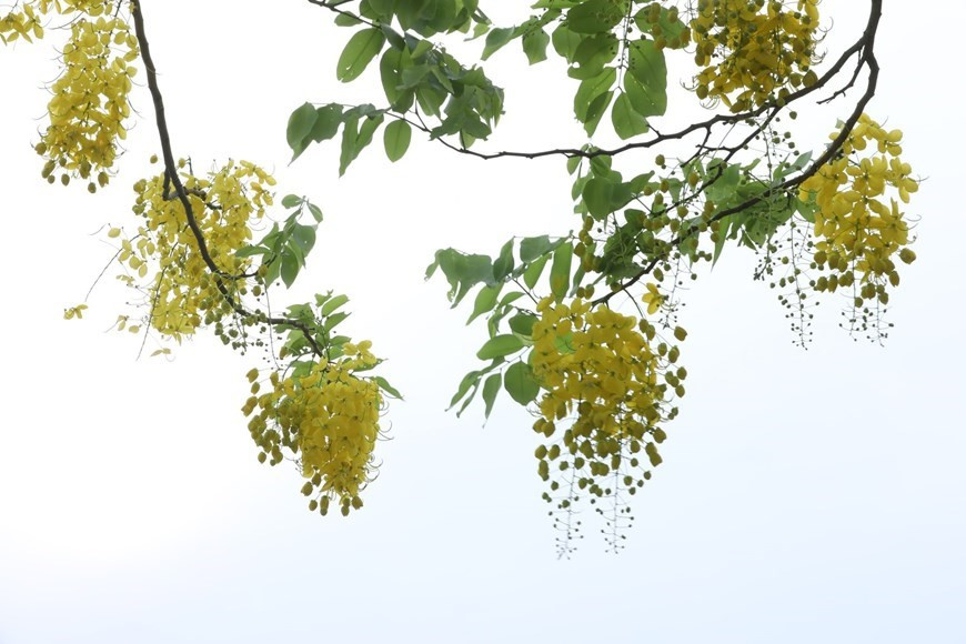 Les fleurs du Cassia fistula sont les plus belles en mai. Photo : VNA