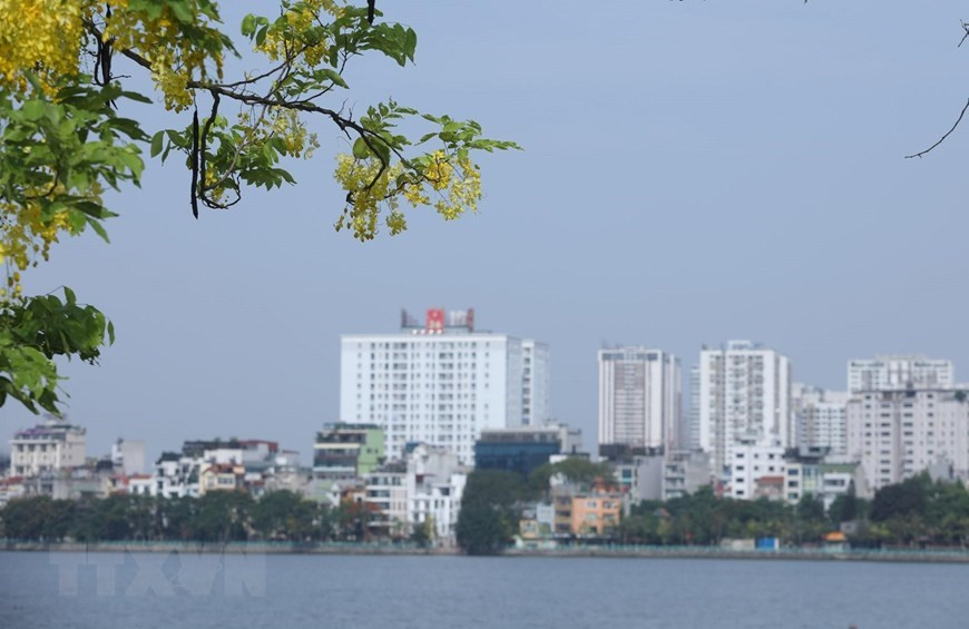 Au début de l'été, la route autour du lac de l'Ouest est teintée du jaune flamboyant des Cassia fistula. Photo: VNA