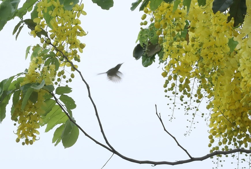 Cassia fistula a pour noms communs cassier, faux séné, faux caroubier, douche d'or, averse dorée, arbre de pluie dorée, casse, canéficier (nom que lui donne la pharmacopée française), canéfier ou encore cytise indien. Photo : VNA