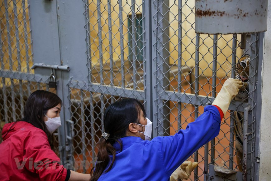 Normalement, chaque tigre mange de 5 kg de viande et 1 kg de côtes. La préparation de la nourriture est très laborieuse. En plus de la nourriture comme le bœuf, les côtes, les tigres reçoivent également des vitamines pour préserver leur santé. A 10 heures, les tigres commencent à manger. Ils ne prennent qu'un seul repas par jour. Lê Thu Ha est la seule vétérinaire de ce zoo. Mme Ha a confié que s'occuper des tigres est à la fois une joie mais aussi un travail avec beaucoup de difficultés. Chaque jour, elle doit vérifier tous les tigres dès le matin pour voir s'il y a des anomalies. Si un tigre subit un phénomène étrange, elle doit présenter à la direction du zoo un traitement approprié. Photo : VNPlus