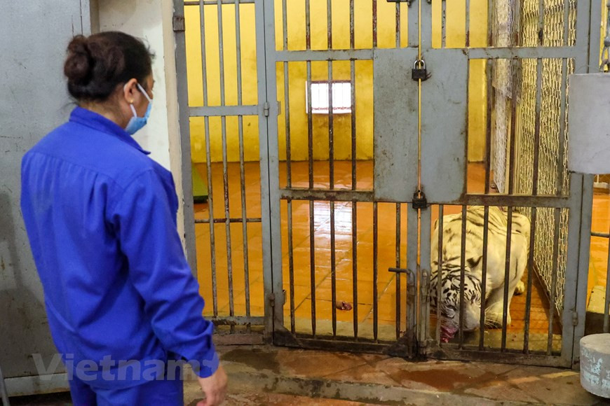 Selon le directeur de PanNature, Trinh Le Nguyen, le Vietnam a mis en œuvre le Programme national de conservation de tigres et signé l’engagement global concernant la protection de tigres. Selon les statistiques, le Vietnam compte actuellement plus de 300 tigres légalement gardés en captivité dans des fermes, des installations de captivité... Cependant, le nombre réel de tigres captifs pourrait être beaucoup plus important, y compris ceux qui sont élevés illégalement, dont 20 tigres d'Indochine (Panthera tigris corbetti) et une centaine d’éléphants d’Asie (Elephas maximus). Le tigre d'Indochine, d'une couleur orange rayé à plusieurs endroits sur le corps, est une sous-espèce classée gravement menacée de disparition, vivant en Inde, en Chine, au Laos, en Thaïlande, au Cambodge et au Vietnam. Ce zoo abrite actuellement 9 tigres. Photo : VNPlus