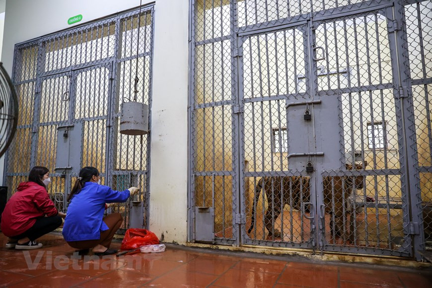 De bons soigneurs animaliers doivent aimer la polyvalence parce que les missions qui leur sont confiées sont multiples: distribution de nourriture et de l’eau, nettoyage des lieux de vie ou encore assistance du vétérinaire lors des soins. Ces tâches ont lieu tous les jours, y compris le weekend et les jours fériés et parfois avant l’ouverture et après la fermeture du zoo. Ils sont des travailleurs assidus et sont très enthousiastes. Il faut dire que leurs conditions de travail sont dures: il faut supporter les mauvaises odeurs et il faut faire preuve de vigilance et de prudence, car le danger est permanent. Il faut vraiment aimer les tigres pour exercer ce métier. Photo : VNPlus