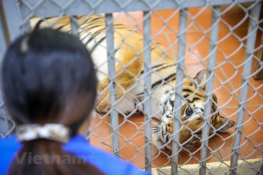 La passion des bêtes est indispensable, mais ce n’est pas suffisant. Quand les tigres sont petits, il faut les materner comme les enfants. En grandissant, ils restent affectueux et les soigneurs de ce zoo suivent comme s’ils étaient leurs parents. En revanche, les tigres détestent certains bruits qu’il faut éviter à tout prix. Il est nécessaire de faire attention, car ils restent des fauves. Le travail des soigneurs est difficile. Ils sont chargés de faire le nettoyage des cages et la distribution des nourritures et de l’eau. Le contact et les soins quotidiens des tigres sont tout à fait normaux pour ces personnes. Photo : VNPlus