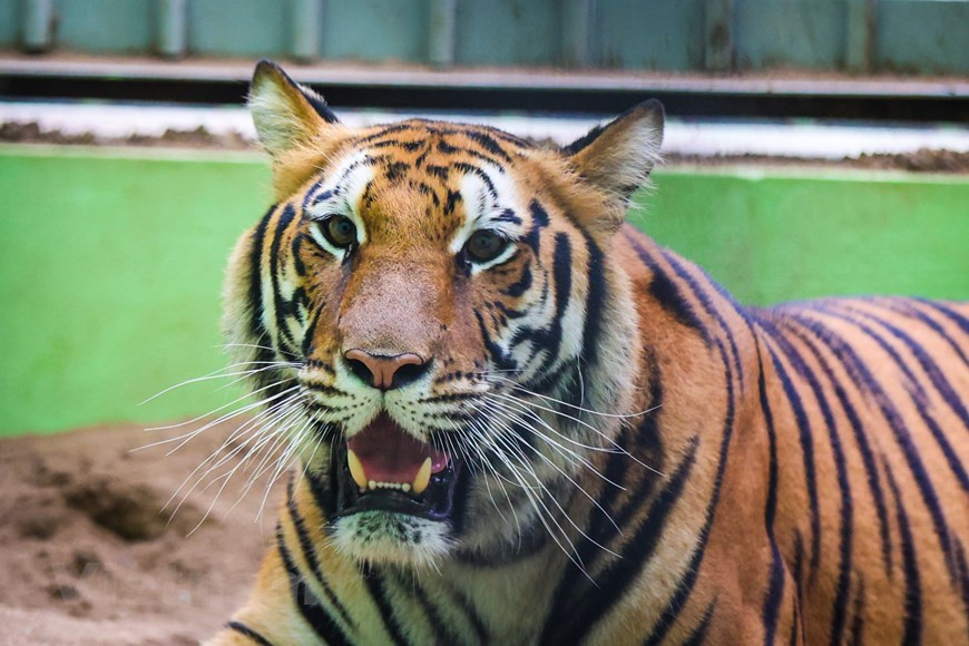 Ce petit zoo, officiellement Jardin Zoologique de Hanoi s'étend autour et au milieu du joli lac Ho Thu Le, mais s'il est à n'en point douter un jardin magnifique, il semble n'avoir retenu de sa dimension zoologique que les aspects les plus primaires, voire les plus primitifs. Ce parc regroupe des centaines d'animaux dont le chat de Temminck. Le zoo de Hanoï a ouvert ses portes en mai 1977. Il couvre une superficie de 29 ha dont 6 ha de bassins aquatiques. Il abrite environ 800 animaux de plus de 90 espèces différentes, dont de grands félins, des singes et des reptiles. Ce parc est considéré comme étant le poumon de Hanoi. Il dispose également d’un lac avec des pédalos où vous pourrez emmener vos enfants. Le zoo s’efforce d’améliorer ses installations et s’entoure d’experts pour être sur un pied d’égalité avec d’autres zoos à travers le monde. Vous y trouverez aussi un petit parc d’attraction pour les enfants. Photo : VNPlus