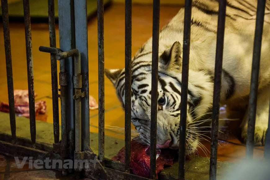 En 2015, d’après les données de l’Union internationale pour la conservation de la nature (UICN), on en dénombrait moins de cinq têtes. Ainsi, les organisations de conservation ont appelé à des efforts communs pour protéger l’espèce et dire "non" aux produits à base de tigre afin que cet animal ne connaisse pas le même sort que le rhinocéros de Java, qui s’est éteint au Vietnam en 2010. Les tigres vietnamiens sont menacés d’extinction pour trois raisons principales : le braconnage, le trafic et la perte de l’habitat. Les deux premières sont difficiles à contrôler. C’était autrefois la principale cause du déclin de la population de tigres et cela demeure une grave menace. Photo : VNPlus