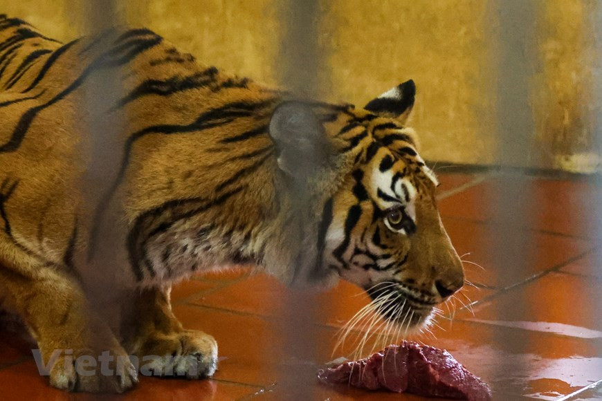 Depuis 2010, le 29 juillet est choisi comme la Journée internationale du tigre dans le monde. Cette annonce a été publiée juste avant l’ouverture du Sommet sur le tigre tenu à Saint-Pétersbourg (Russie) qui a constitué un tournant pour améliorer la situation de l’espèce, certains problèmes persistent. Le braconnage, par exemple. La conférence a réuni les chefs des pays où vivent les tigres, qui se sont engagés à doubler le nombre de félins sauvages en 2022, avec un investissement de près de 350 millions d’USD. Le plus grand félin sauvage figure dans la liste rouge des espèces menacées de l’Union internationale pour la conservation de la nature (UICN). Et pour cause, au cours des 100 dernières années, la population de tigres a chuté de plus de 95%. Le tigre vit dans 13 pays : le Bangladesh, le Bhoutan, le Myanmar, le Cambodge, la Chine, l’Inde, l’Indonésie, le Laos, la Malaisie, le Népal, la Russie, la Thaïlande et le Vietnam. Photo : VNPlus